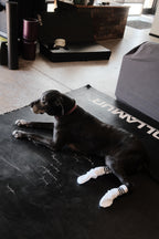 Gym dog wearing Omnia Crew Socks