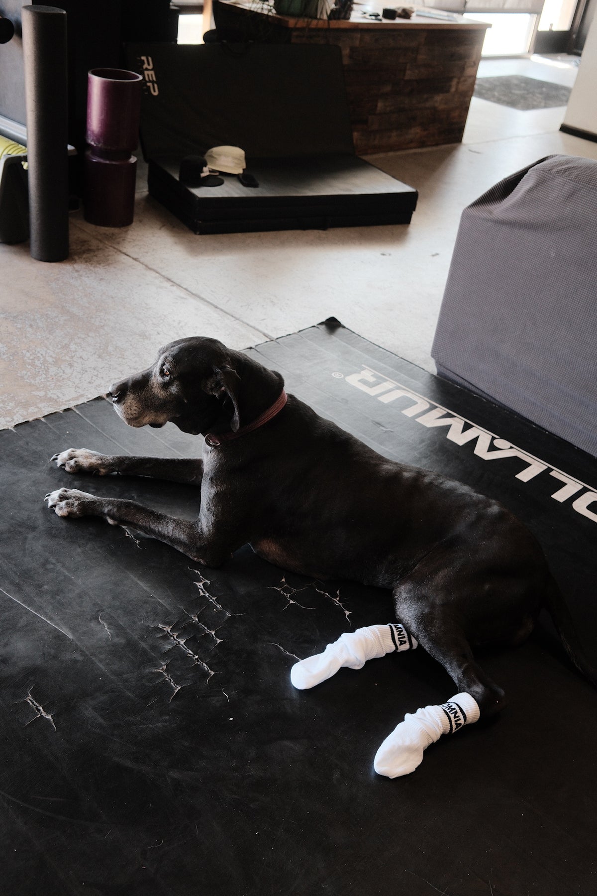 Gym dog wearing Omnia Crew Socks